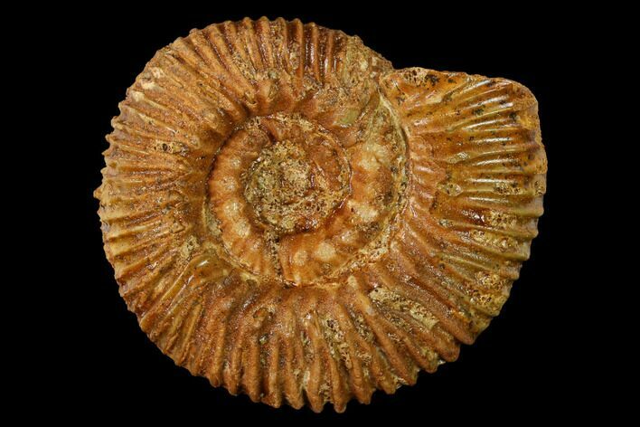 Callovian Ammonite (Reineckia) Fossil - France #153159